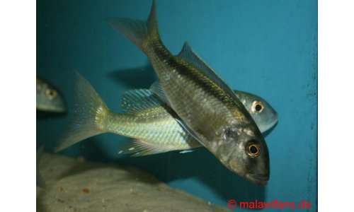 Buccochromis spectabilis